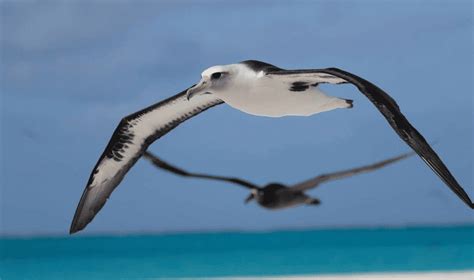 Celebrating These Magnificent Seabirds on World Albatross Day ...