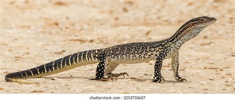 Sand Goanna Lizard Victoria Australia Stock Photo 2253733637 | Shutterstock