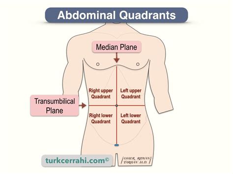 Quadrants and Regions of Abdomen | turkcerrahi.com/en