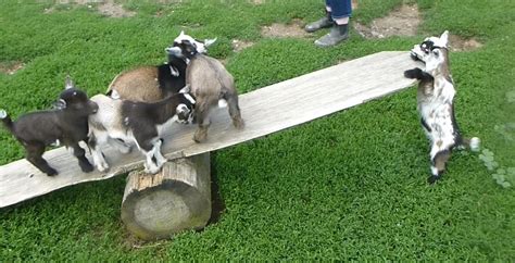 5 Adorable & Funny Goats Play on Seesaw at Berkshire Farm (VIDEO)