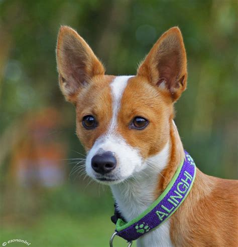 Podengo Português Dog Breeds, Corgi, Animals, Corgis, Animales, Animaux ...