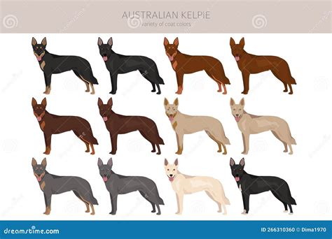 Australian Kelpie All Colours Clipart. Different Coat Colors Set Stock ...