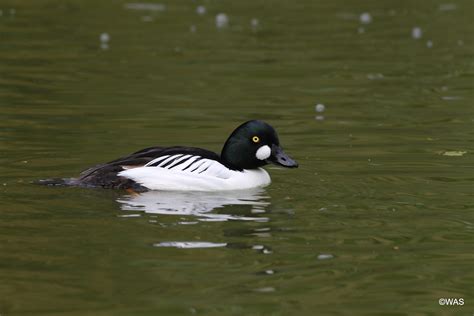 Goldeneye Duck | Goldeneye Duck Male UK 12/5/2014. Collectio… | Bill ...