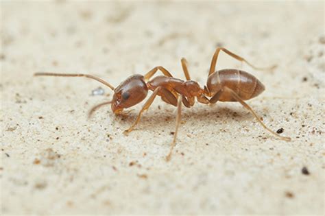 Argentine ant - Linepithema humile