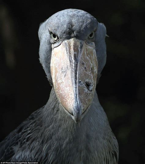 The shoebill takes his ugliness very seriously indeed. His huge ...