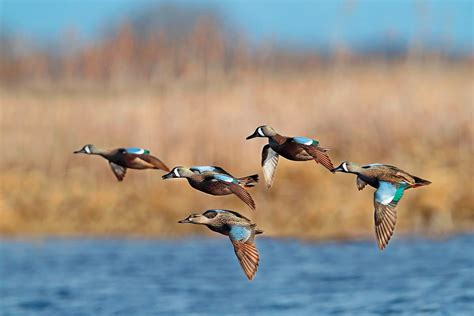 Early Season Teal Hunting Tips - Wildfowl