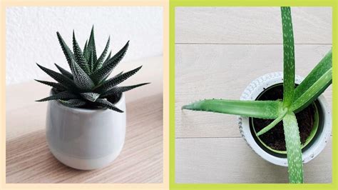 Cheat Sheet For Plant Care Aloe Vera: What You Need To Know