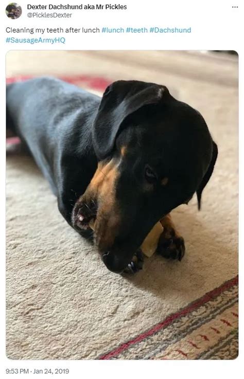 Common Dachshund Health Issues