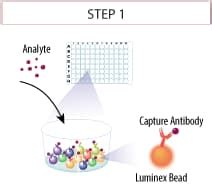 Luminex Assay Principle: R&D Systems