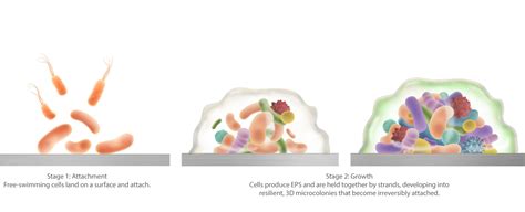 Understanding the Effects of Biofilm on Your Research - Quip Labs