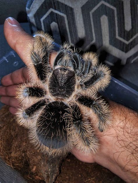 Curly Hair Tarantula - A-Z Animals