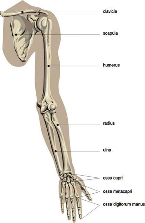 Right And Left Arm Bones Anatomy Labeled