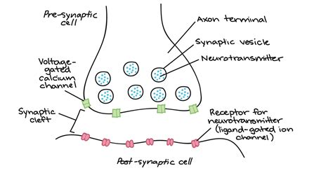 Simple Synapse Diagram