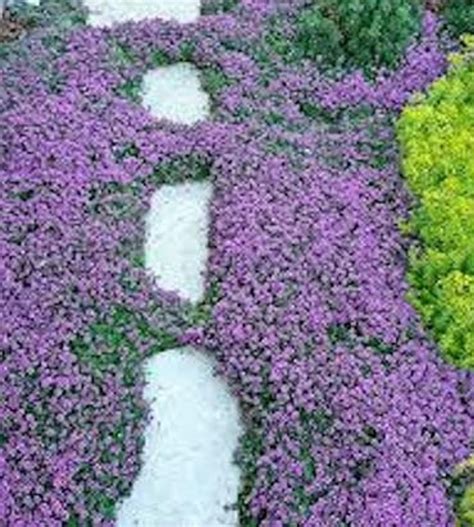 1000+ Creeping Thyme Seeds- Ground Cover Seeds-THYMUS SERPYLLUM- Magic ...