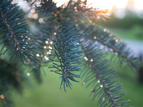 Close up focus photo of a green Pine Tree leaves at sunset HD wallpaper ...