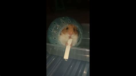 Cute Hamster Eat Cheese - YouTube