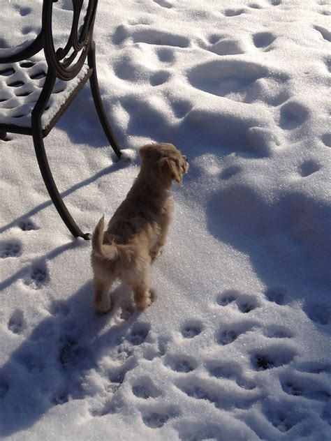 snowy puppy | Puppies, Animals, Dogs