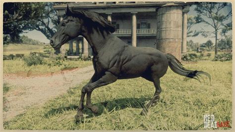 Black Arabian Horse | RDR2 & Online Horse Stats & Locations