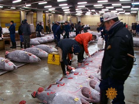 A tour of Tokyo's largest fish market - CBS News