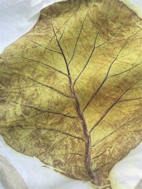 Teak leaf eco print on linen | Eco dyeing, Eco printing, Natural dye fabric