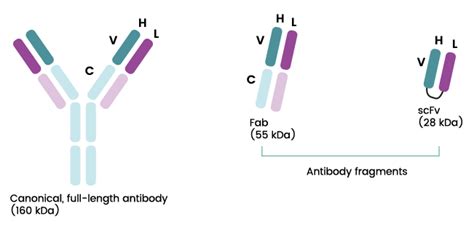 Humain Interprétation guépard antibody expression and purification ...