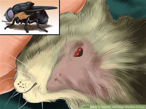 How to Identify and Treat Warbles (Botfly Infestation) in Cats