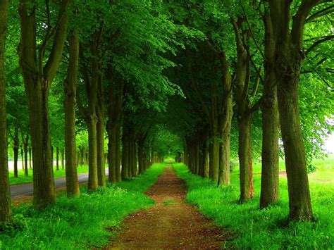 Green Nature Tree 4k HD Wallpapers - Wallpaper Cave