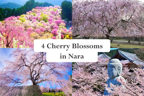 Cherry Blossoms in Nara - 4 Recommended Spots