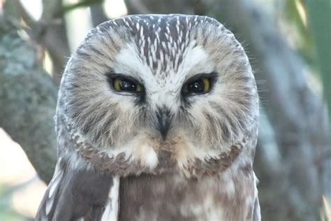 Northern Saw-Whet Owl We Sighted In Toronto