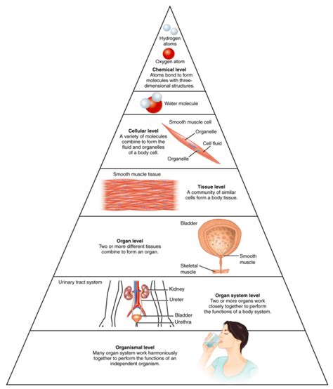 4.1A: Tissues in Levels of Organization - Medicine LibreTexts