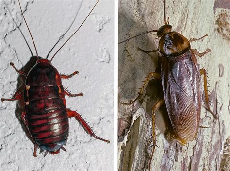 Palmetto Bug vs. Cockroach: Everything You Need to Know