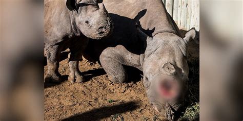 Rhino Mom's Horns Were Cut Off — But She Survived For Her Baby - The Dodo