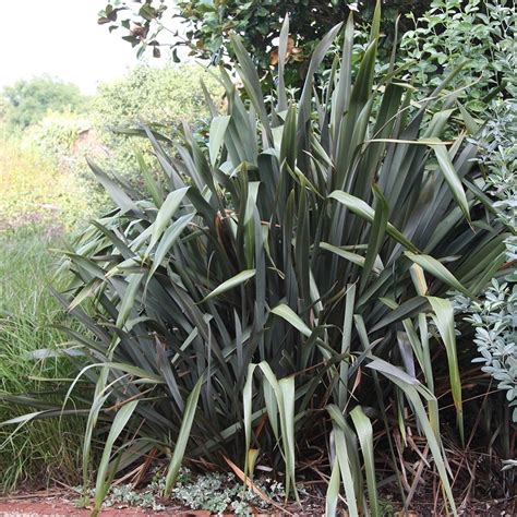 Buy New Zealand flax Phormium tenax: £22.99 Delivery by Crocus