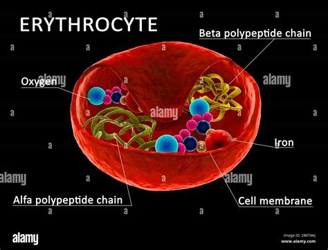 Red Blood Cell Diagram