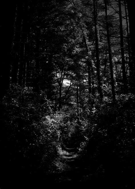 Entry into a Dark Forest Photograph by Photography by Tiwago