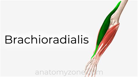 Brachioradialis - Origin, Insertion, Action, 3D Model | AnatomyZone