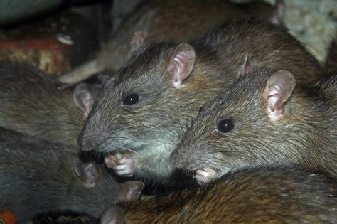 Rat Feces and Health Concerns - Pest Control Guelph