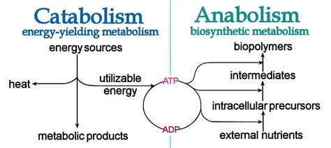 Anabolic & Catabolic Pathways - Principle Of Biochemistry