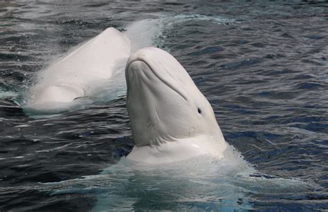 Beluga Whale: Species Facts, Info & More | WWF.CA