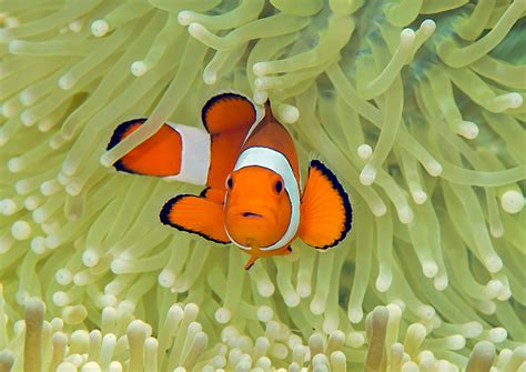 Common Clownfish - Oceana