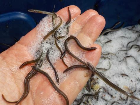 A guide to eel farming | The Fish Site