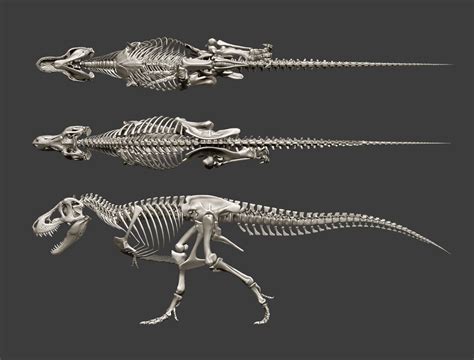 T Rex Skeleton Diagram