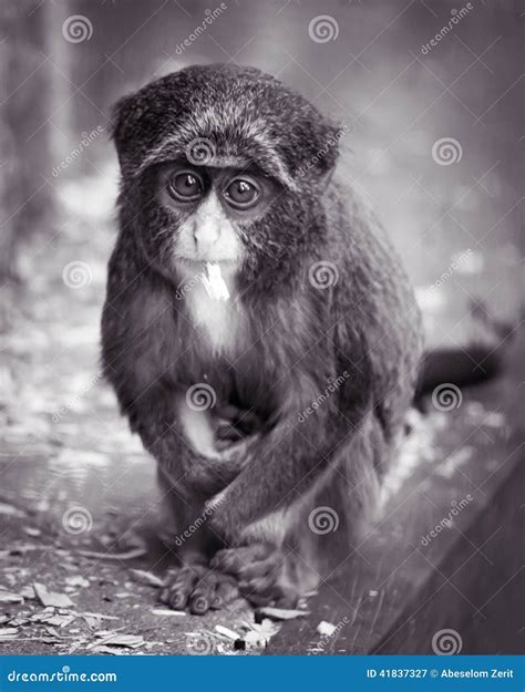 Baby De Brazza s Monkey II stock image. Image of infant - 41837327