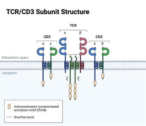 TCR/CD3 Subunit Structure | BioRender Science Templates