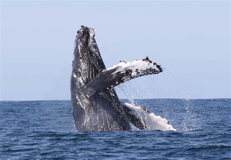 Whale watching from Hólmavík in the Westfjords! - lakitours.com