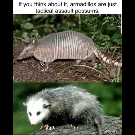 third comment is an armadillo - Meme by L3G4CY :) Memedroid