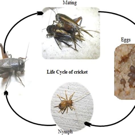 Cricket Life Cycle Diagram