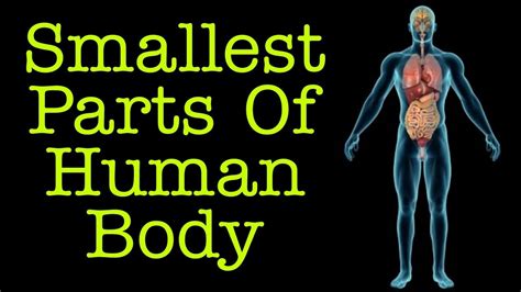 Smallest parts of human body | Smallest body parts | smallest bone in ...