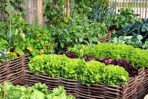 Summer gardening guide: How to create an organic vegetable garden at home