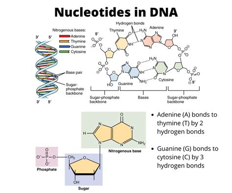 What Is The Makeup Of A Nucleotide | Makeupview.co